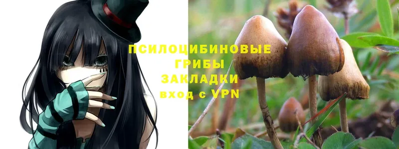 Псилоцибиновые грибы Psilocybine cubensis Аткарск